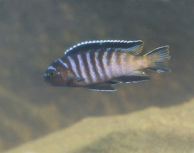 Tropheops sp. 'elongatus namalenje' Namalenje Island